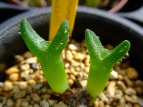 ディプロソマ　ルックホフィ（怪奇玉）（Diplosoma　luckhoffii）緑のローソク植え替え終えてキレイです♪