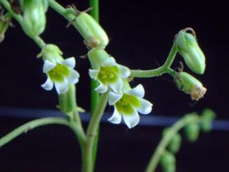 チレコドン ヒルチフォリウム(Tylecodon hirtifolium)長い花茎で地味な花が咲いています♪～♪少しベタベタした葉で爽やかな香りがあります♪2013.06.04
