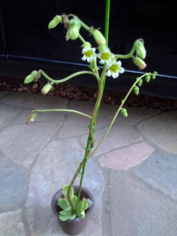 チレコドン ヒルチフォリウム(Tylecodon hirtifolium)長い花茎で開花中～♪少しベタベタした葉で爽やかな香りがあります♪2013.06.04