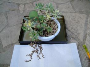 アエオニウム　愛染錦(Aeonium domesticum f.variegata)～開花ロゼッツは枯れてしまいましたが分岐枝は元気です♪2013.07.18