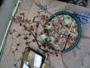 グリーノビア　オーレア玉姫椿（たまひめつばき）（Greenovia aurea）　花が咲いた株は枯れてしまいました。2013.07.18
