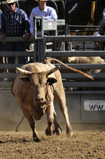 blog 40 Auburn, Bull Riding 9, Brady Williams (NS, Snelling, CA 